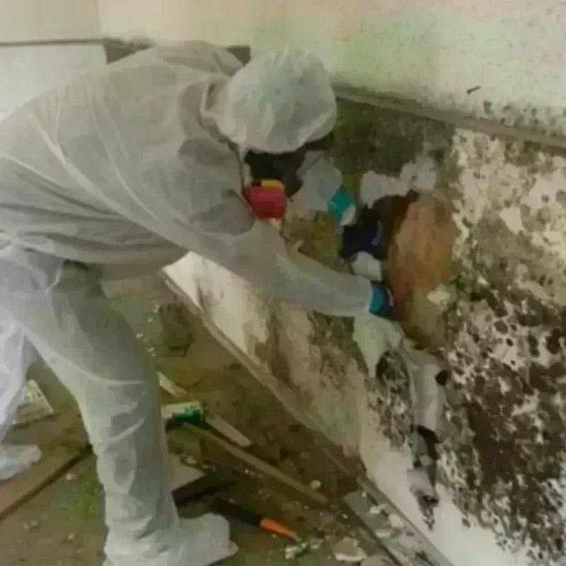 Mold Remediation and Removal in Earlston, PA